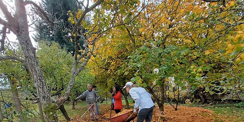 A Year in the Life of a Fruit Tree