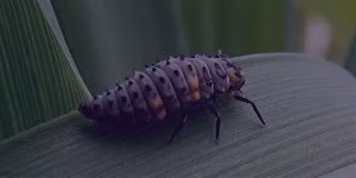 Managing Garden Pests wisely