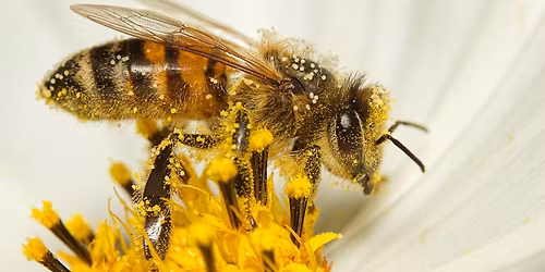 Insectes en action