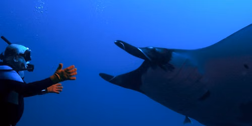 The Last Dive Portland Premiere