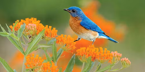 WBU Athens Bird Walk @ Thomas Farm Preserve with Mark