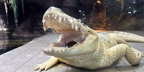 Early Access Tour: December 6