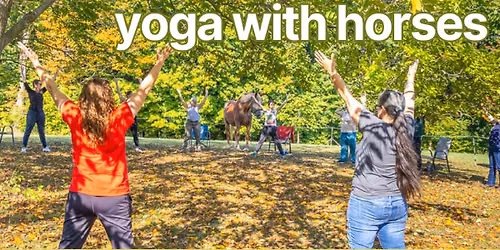 Yoga With Horses on Tuesday Night