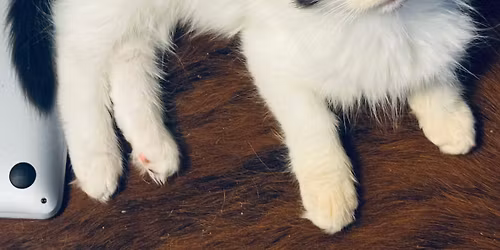 Santa Paws Adoption Event