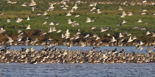 High Tide Experience, with breakfast, at RSPB Frampton