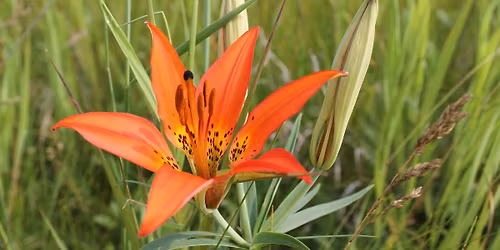 Jefferey Straker - A Very Prairie Christmas