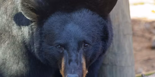 Conservation Awareness Day: National Black Bear Day