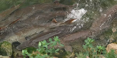 Lake Sturgeons\u2019 Guide for Surviving the Anthropocene (Film)