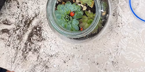 Succulent Open Terrarium Workshop