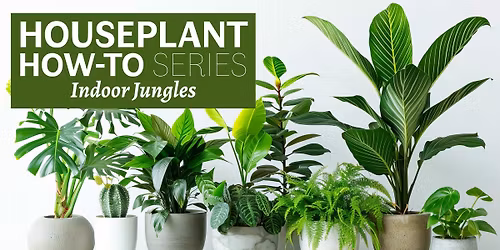 Houseplant How To Series: Indoor Jungles
