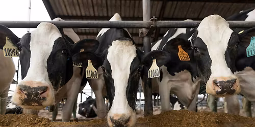 Florida Dairy Production Conference - Road Show (Okeechobee)