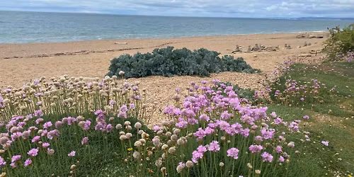 Free Guded Walk - Hive Beach to Cogden - Shifting Shores