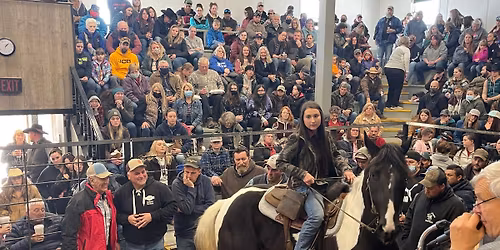 Shipshewana Day After Thanksgiving Horse, Pony & Tack Sale