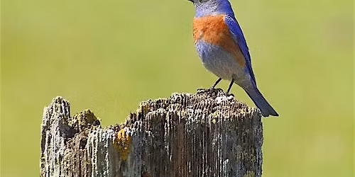 First Day of Winter Beginners\u2019 Bird and Plant Identification Walk!