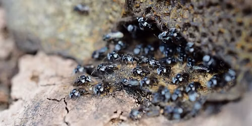 Native bee walk and hive split