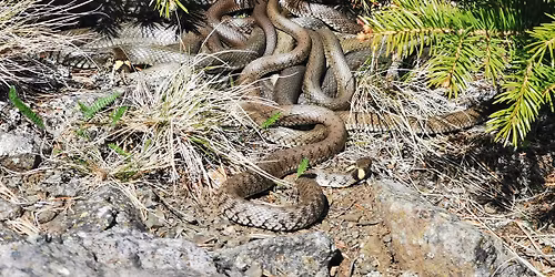 Porin Rantak\u00e4\u00e4rmeretki