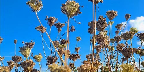 Introduction to Seed Saving (one-day workshop)