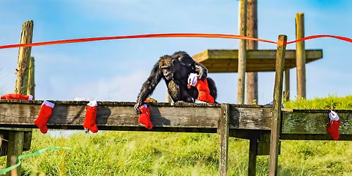 Holiday with the Chimps!