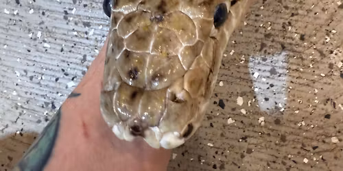 Large Snake Feeding Day 