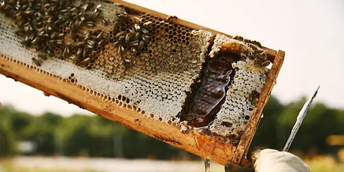 Hive Check at Finley Farms