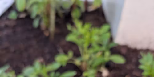 Fort Myers\/Cape Coral Yard sale