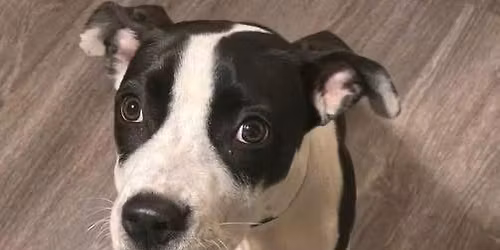 Adoption Sunday