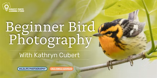 Beginner Bird Photography