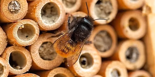 Pollinator house-building workshop