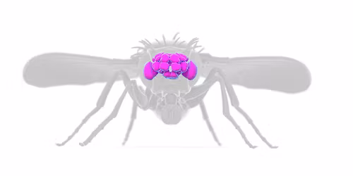 Science Caf\u00e9: Brain Night