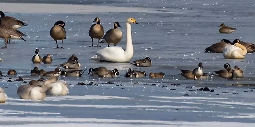 Five Valleys Audubon Society Board Meeting