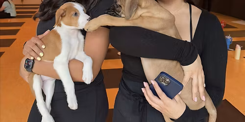 PUPPY YOGA DETROIT