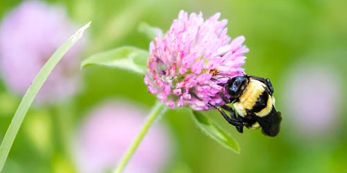 Bumble Bee Atlas Community Science Workshop