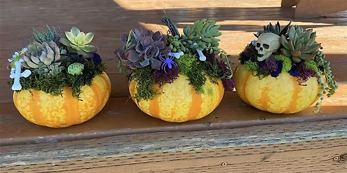 Pumpkin Succulent