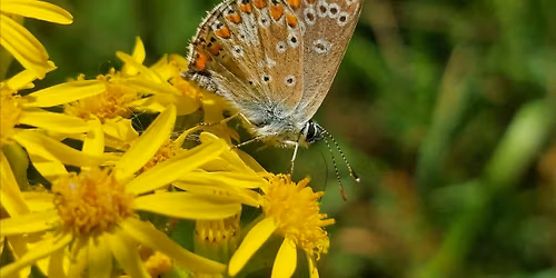 Sydenham Hill Wood Butterfly Walk