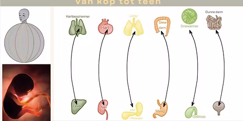 De embryologie van je energiebanen en de zes dieptes waarop ze werken in je lichaam