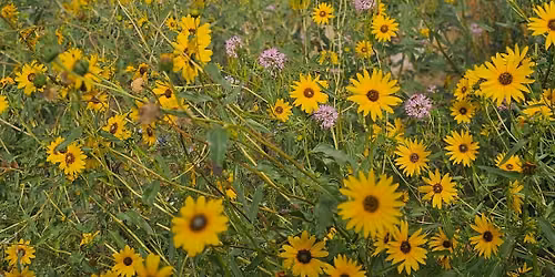 Breathwork & Gong Experience Level 2 at Open Studio Yoga!