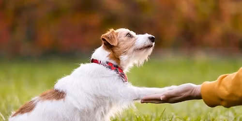 V\u00edkend dogdancingu pro za\u010d\u00e1te\u010dn\u00edky