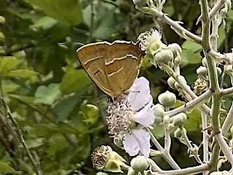 Brown Hairstreak Butterfly Egg Survey Training Course - Horton cum Studley, Saturday 1 November