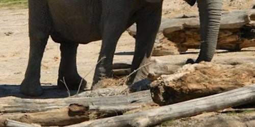 Big D Safari Stories at Dallas Zoo