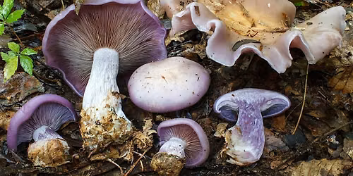 Intro to Mushroom Identification