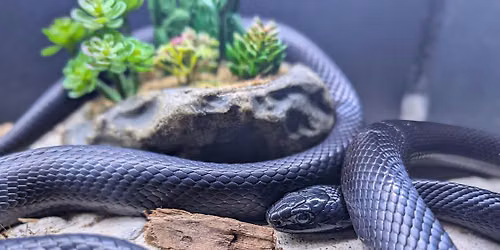 Responsible Pet Ownership: Reptiles