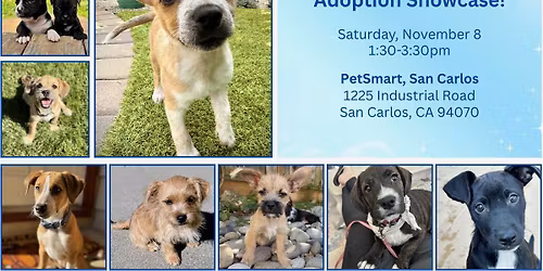 Pound Puppy Rescue - Adoption Showcase!