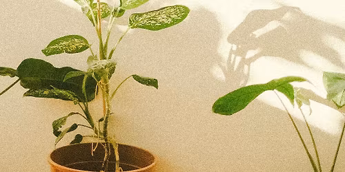 Jarn\u00fd swap kn\u00edh a izbov\u00fdch rastl\u00edn \ud83d\udcd3\ud83e\udeb4