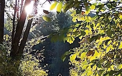 Seven Gifts: Poetry as a Pathway for Renewal