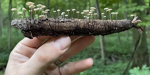 Mushroom Identification Class