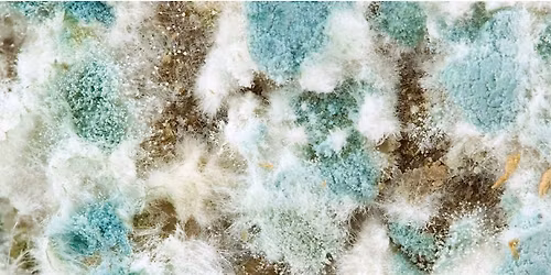 Mold Prevention, Assessment,  and Remediation  - Training, Tips, and Tools