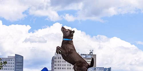 Kipona Festival with Keystone DockDogs\u00ae
