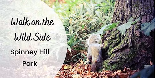A Walk on the Wild Side in Spinney Hill Park