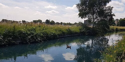 North London wildlife corridor walk w\/ community garden pollinator survey