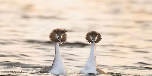 Improving Your Wildlife Photography Workshop